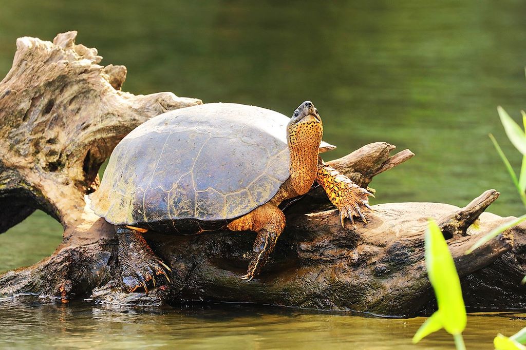 Voyage De Tortuguero à Osa, une aventure en famille 1