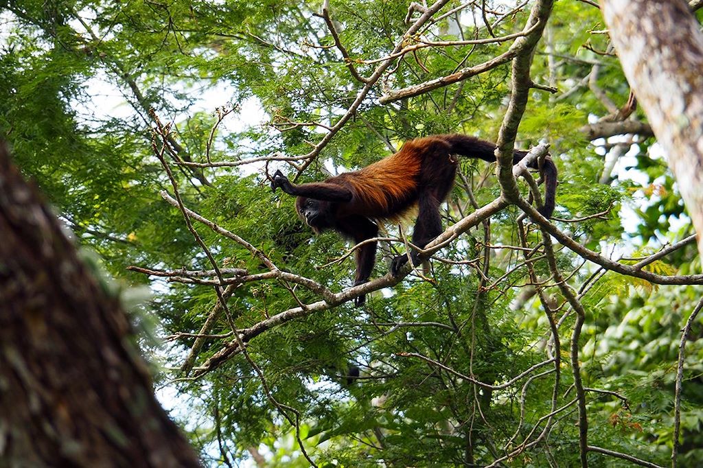 Voyage Petits baroudeurs sur la trace des singes hurleurs 1