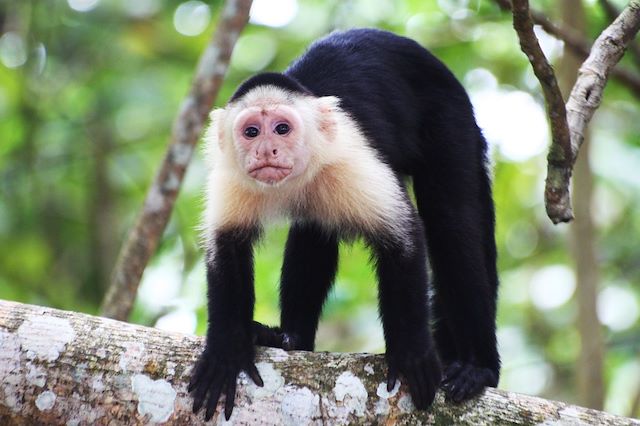 Voyage : Le grand tour du Costa Rica Voyage Le grand tour du Costa Rica