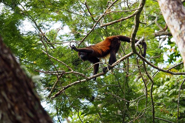 Voyage Petits baroudeurs sur la trace des singes hurleurs
