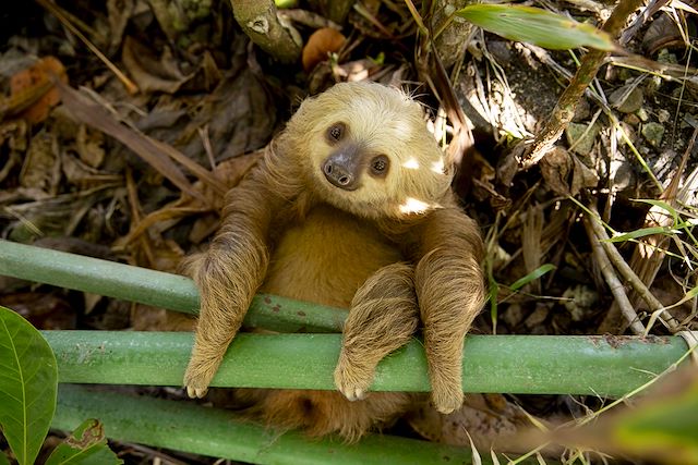 Voyage Petits baroudeurs sur la trace des singes hurleurs