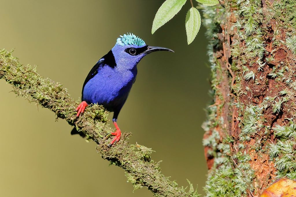 Observation animalière Costa Rica