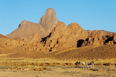 Randonnée avec chameau Algérie