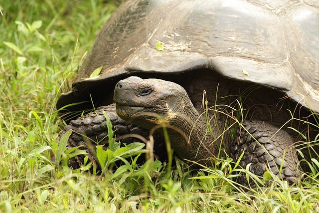 Voyage Au coeur des Galapagos