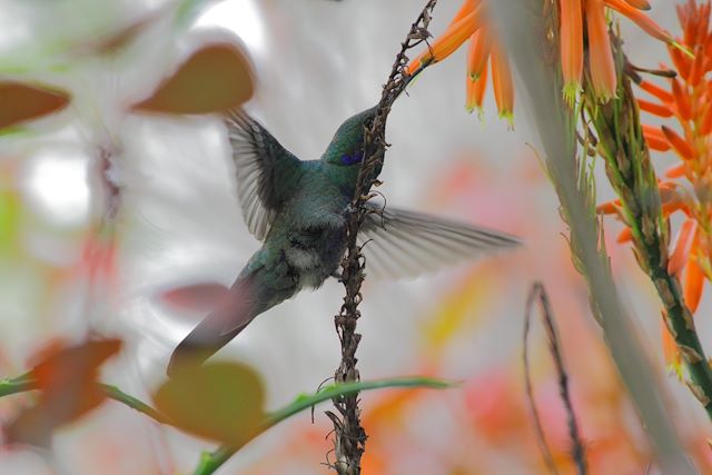 Voyage Cap sur l’Équateur entre jungle et volcans