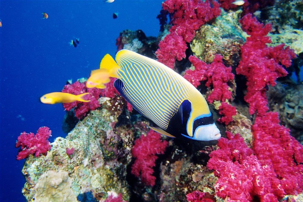Voyage Snorkeling et dauphins de la mer Rouge 2