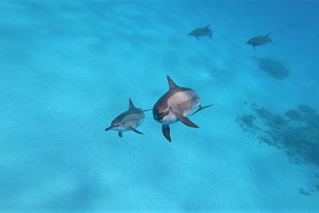 Voyage Snorkeling et dauphins de la mer Rouge
