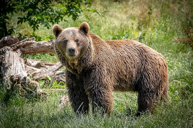 Voyage : Sur les traces de l'ours brun des Asturies Voyage Sur les traces de l'ours brun des Asturies