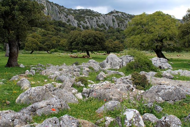 Voyage : De Séville aux villages blancs de Grazalema Voyage De Séville aux villages blancs de Grazalema