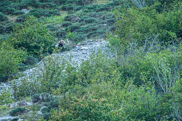 Voyage : A l'affût de l'ours brun et du loup ibérique Voyage A l'affût de l'ours brun et du loup ibérique