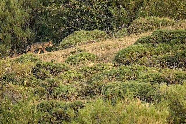 Voyage : A l'affût de l'ours brun et du loup ibérique Voyage A l'affût de l'ours brun et du loup ibérique