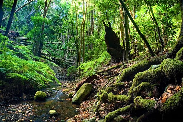 Voyage : Tenerife et La Gomera, entre volcans et océan Voyage Tenerife et La Gomera, entre volcans et océan