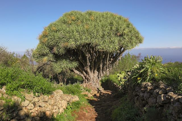 Voyage Volcans de l'île de La Palma