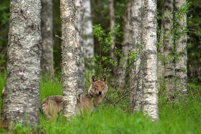 Voyage Forêts, collines, rivières et lacs Finlande