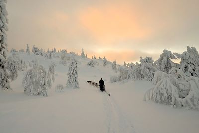 Traîneau à chiens Laponie finlandaise