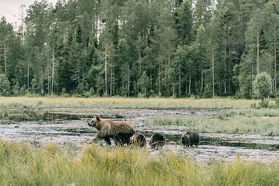 Observation animalière Finlande