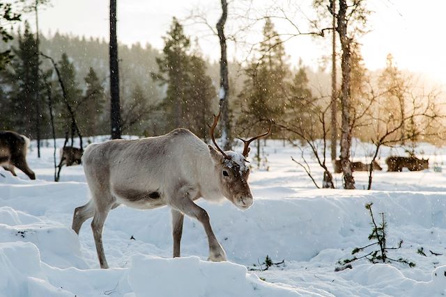 Raquette : Aventures same au lac Inari Voyage Aventures same au lac Inari