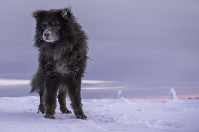 Voyage Raid en traîneau à chiens dans le Grand Nord 