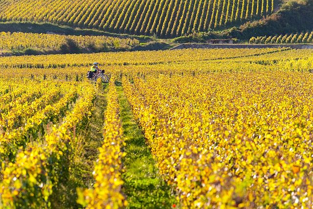 Route des vins : Escapade en Bourgogne à vélo Voyage Escapade en Bourgogne à vélo