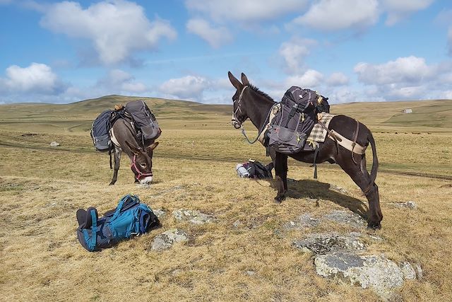 Randonnée avec âne : Les volcans du Cantal avec un âne Voyage Les volcans du Cantal avec un âne