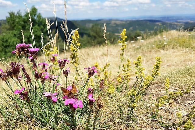 Voyage Les plantes comestibles et médicinales d'Auvergne