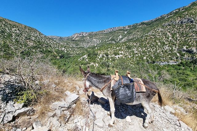 Voyage : Le Larzac et le cirque de Navacelles avec un âne Voyage Le Larzac et le cirque de Navacelles avec un âne