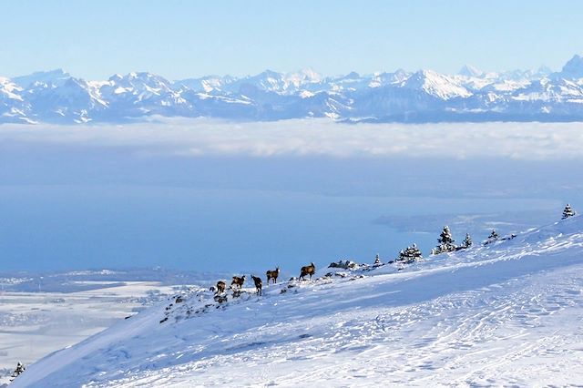 Raquette : Neige et détente au cœur du Chablais Voyage Neige et détente au cœur du Chablais