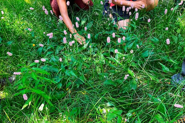 Voyage Les plantes sauvages comestibles d'Auvergne