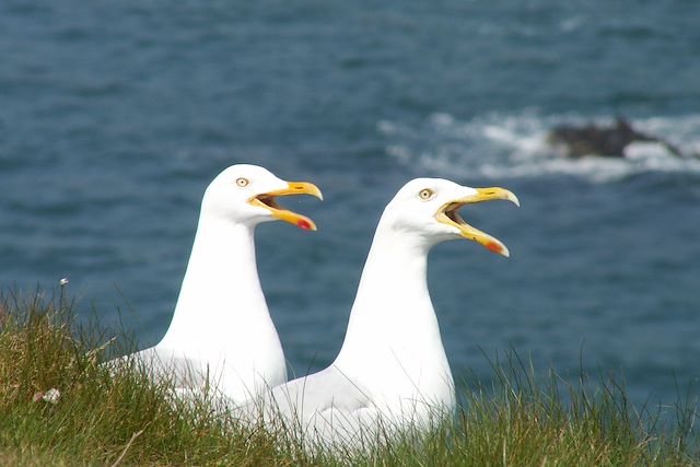 Voyage Le tour de Belle-Ile-en-Mer
