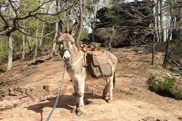 Voyage Escapade vosgienne au pas de l'âne