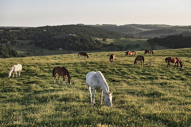 Voyage L'étoile de l'Aubrac