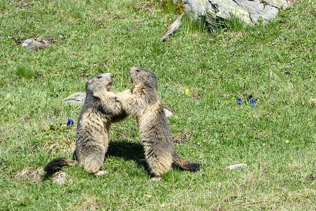 Voyage L'éveil des animaux en vallée du Mont-Blanc