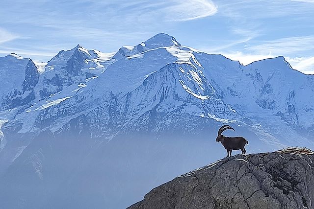 Voyage L'éveil des animaux en vallée du Mont-Blanc