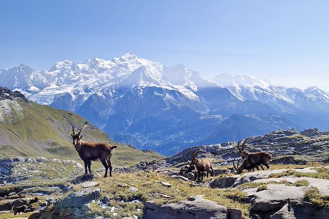 Voyage L'éveil des animaux en vallée du Mont-Blanc