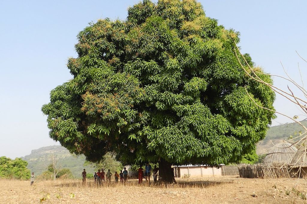 Trek en pays Soussou et contrefort du Fouta-Djalon