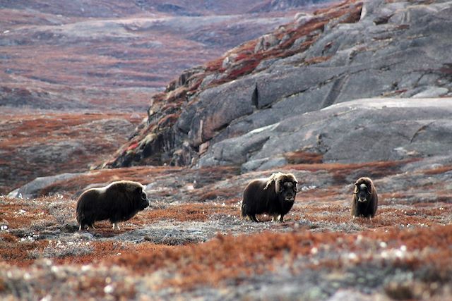 Voyage Le Scoresby Sund en détails