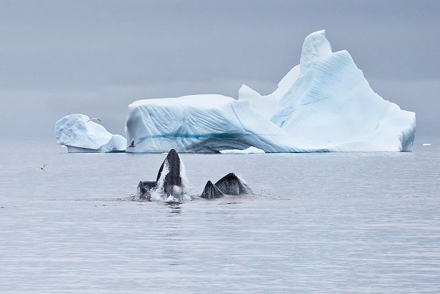 Baie de Disko : La baie de Disko Voyage La baie de Disko