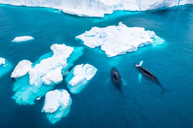 Voyage Entre icebergs et cétacés : évasion au Groenland