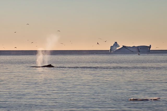 Traîneau à chiens : PALAFIK : Le printemps arctique Voyage PALAFIK : Le printemps arctique