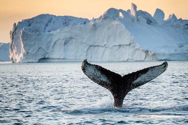 Voyage Observation des cétacés en Baie de Disko