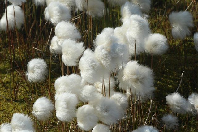 Voyage Groenland sud, la terre des contrastes