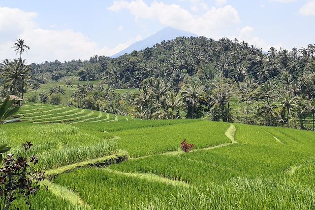 Voyage Sulawesi authentique : culture, jungle et lagon