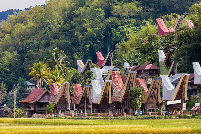 Voyage Sulawesi authentique : culture, jungle et lagon