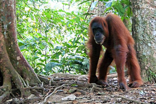Voyage : Sumatra, du Parc du Gunung Leuser au Lac Toba Voyage Sumatra, du Parc du Gunung Leuser au Lac Toba
