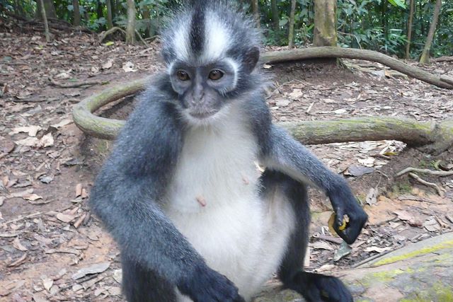 Voyage : Sumatra, du Parc du Gunung Leuser au Lac Toba Voyage Sumatra, du Parc du Gunung Leuser au Lac Toba