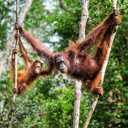 Voyage Sumatra