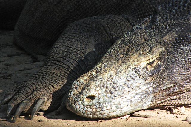 Komodo : Volcans, dragons et petites îles de la Sonde Voyage Volcans, dragons et petites îles de la Sonde