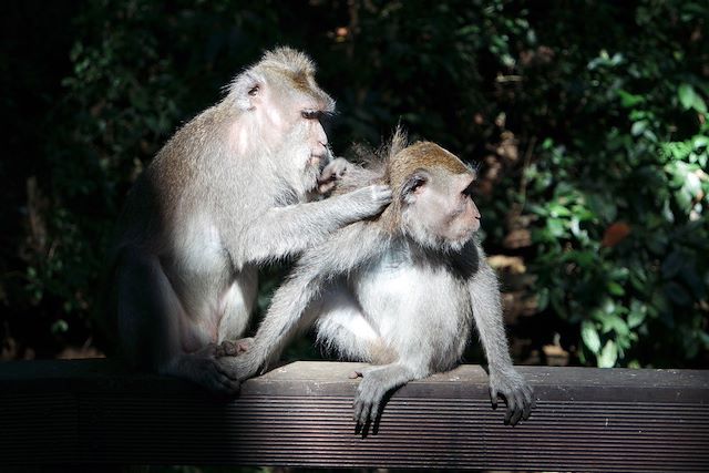Voyage : Bali, l'île des dieux Voyage Bali, l'île des dieux