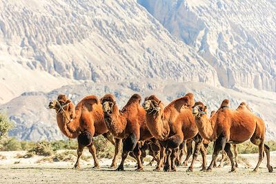 Inde : Voyages en famille