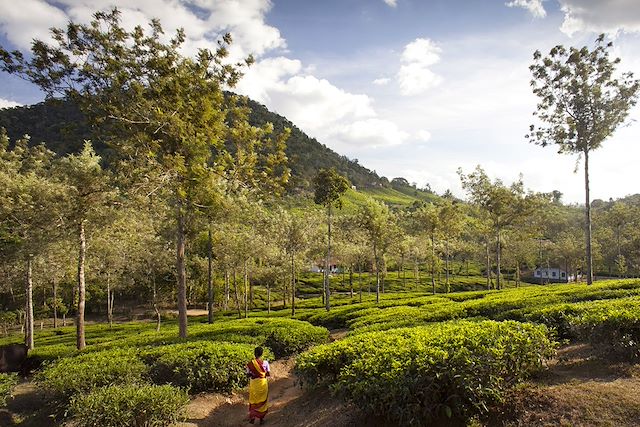 Forêts, collines, rivières et lacs : L'Inde du Sud, de Pondichéry à Cochin Voyage L'Inde du Sud, de Pondichéry à Cochin